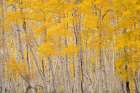 USA-Colorado-Uncompahgre National Forest Aspen trees in autumn Art Print